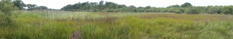 Le marais de Mousterlin a Fouesnant, roselieres et plan d eau